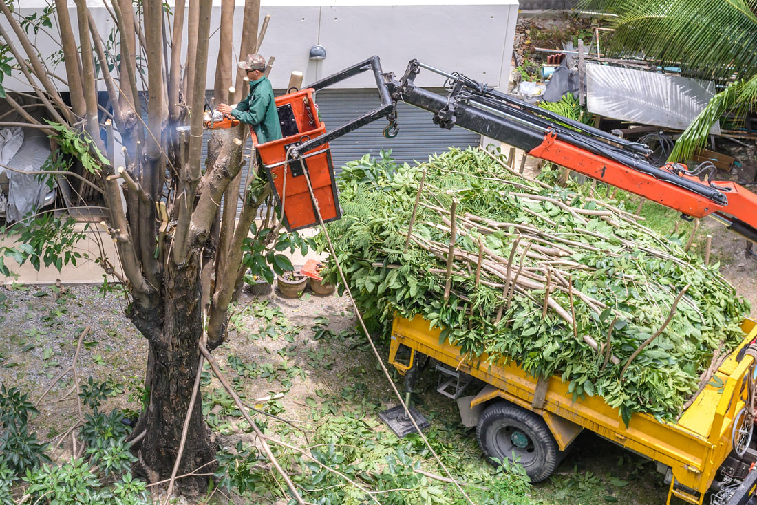 24/7 Emergency Tree Service Citrus heights